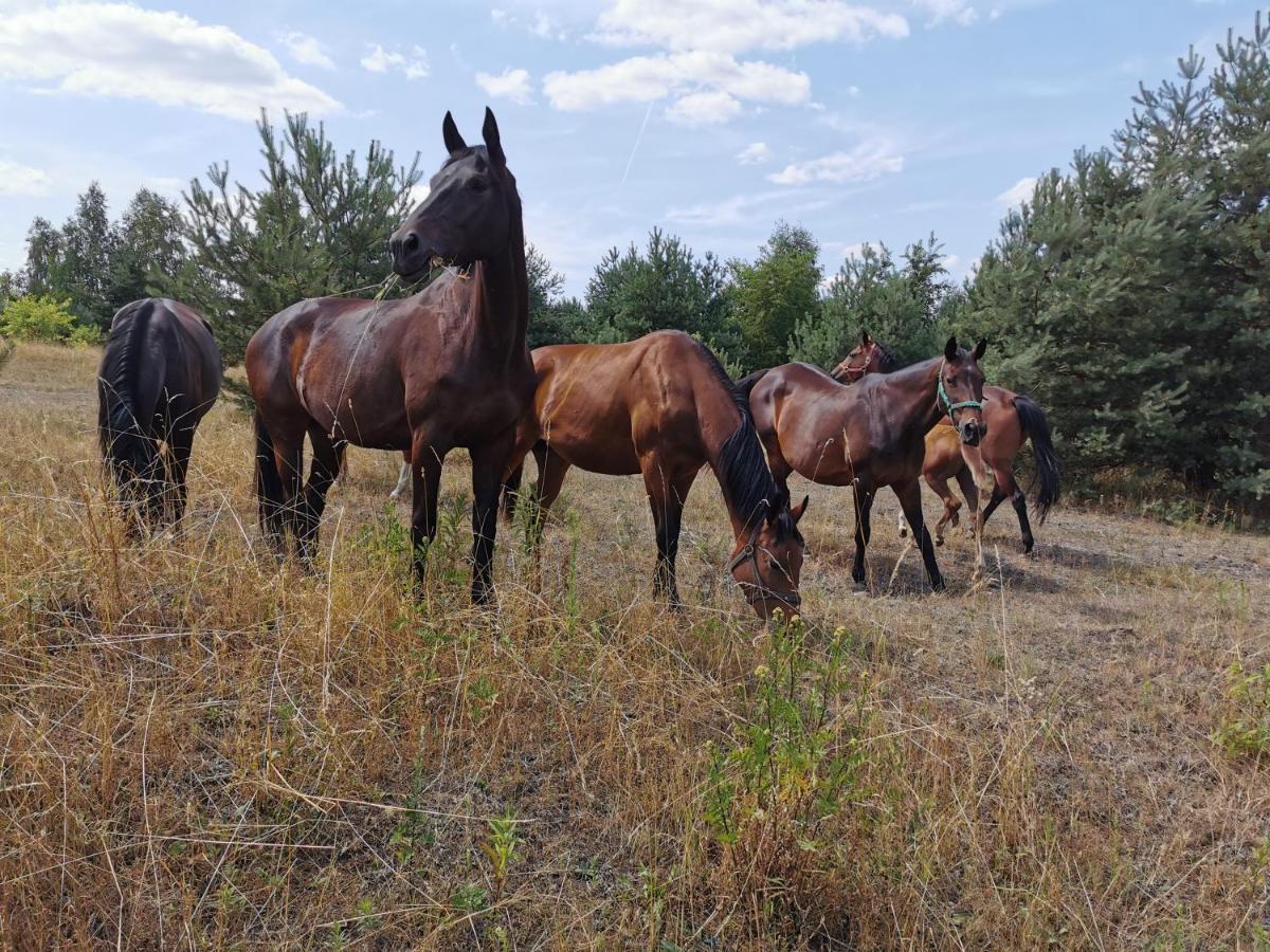 Klek Alloggio per agriturismo Stryków